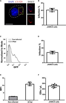 Chlamydia trachomatis Infection Impairs MHC-I Intracellular Trafficking and Antigen Cross-Presentation by Dendritic Cells